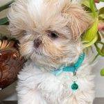 Seth Imperial Shih Tzu