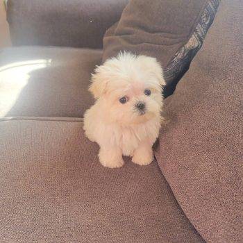 Monroe-  Micro Teacup Maltese