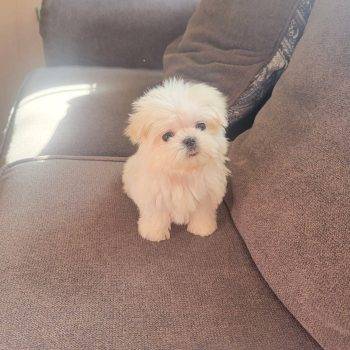 Monroe-  Micro Teacup Maltese