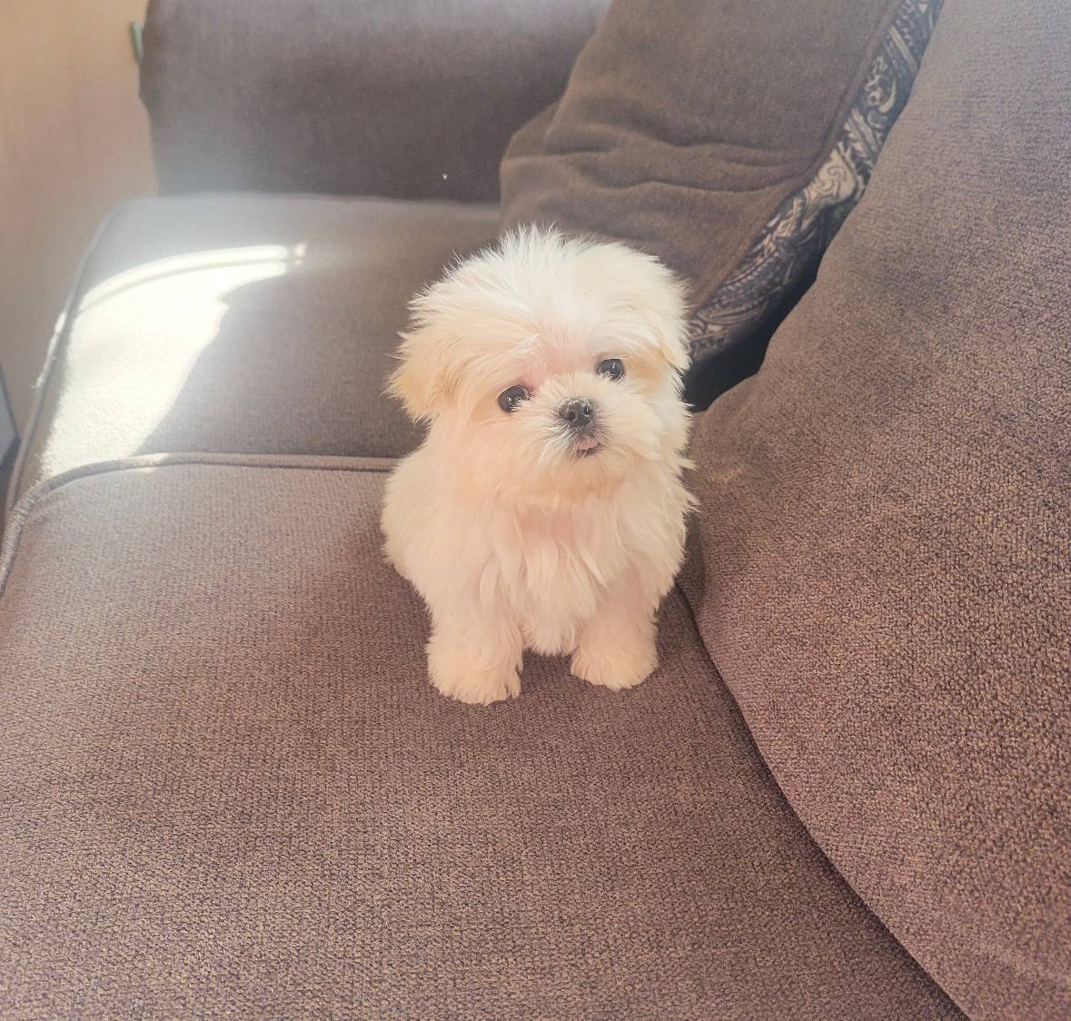 Monroe-  Micro Teacup Maltese