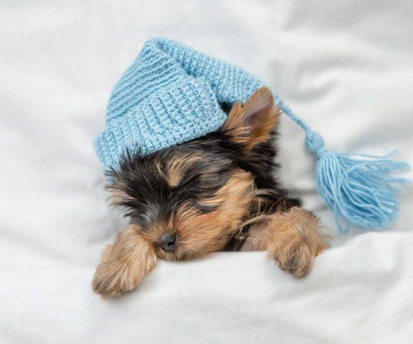 Bringing Your Puppy Home