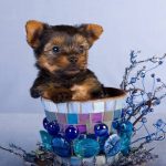 National Puppy Day