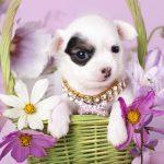 Chihuahuas
