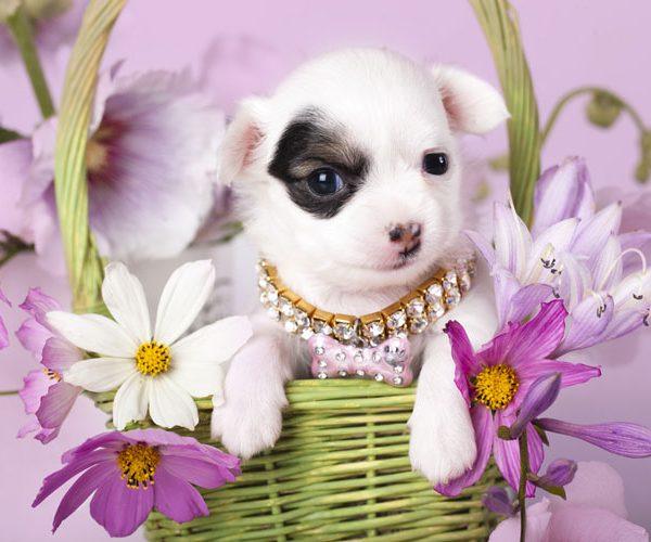 Chihuahuas