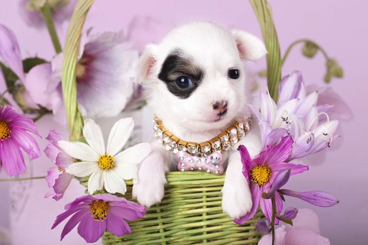 Chihuahuas