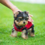 Teacup Yorkie Home