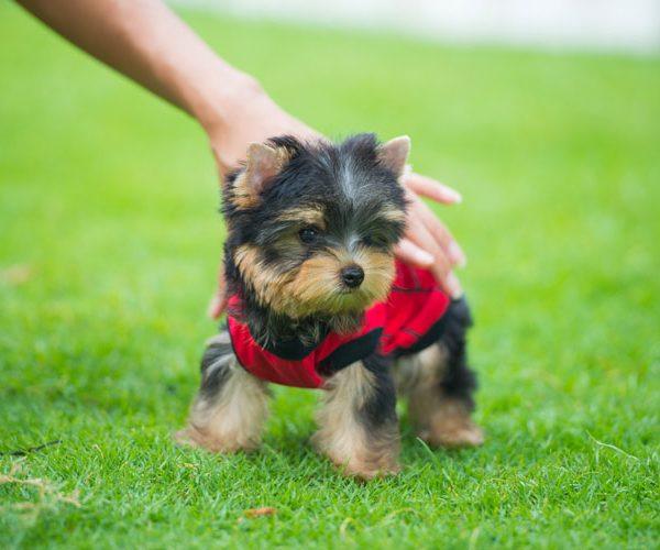 Teacup Yorkie Home