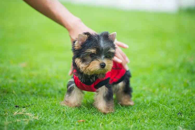 Teacup Yorkie Home