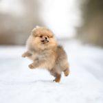 Teacup Pomeranian