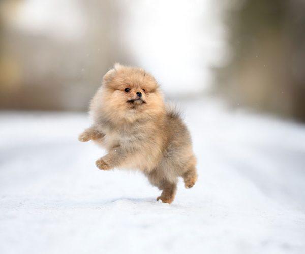 Teacup Pomeranian