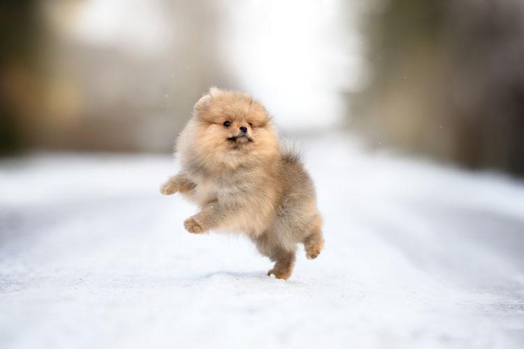 Teacup Pomeranian