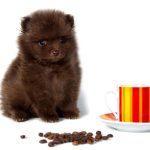 Little Dogs
