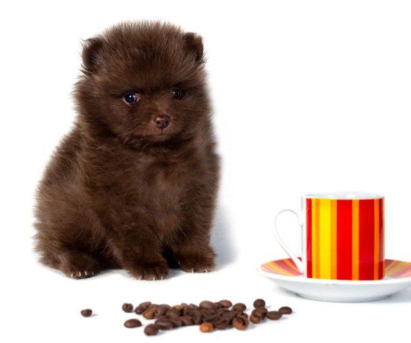 Little Dogs