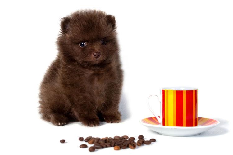 Little Dogs