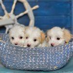 World of Teacup Puppies