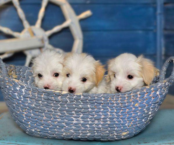 World of Teacup Puppies