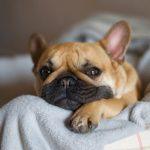 French Bulldog Puppies