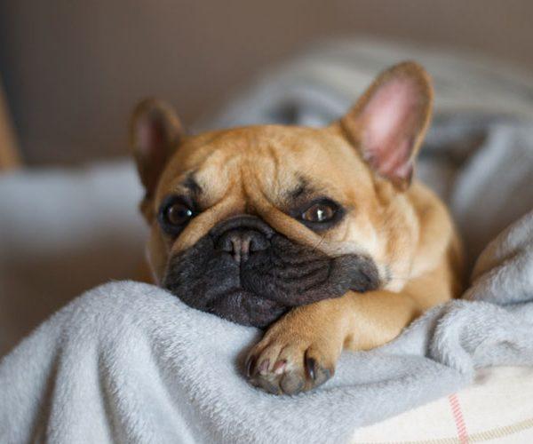 French Bulldog Puppies
