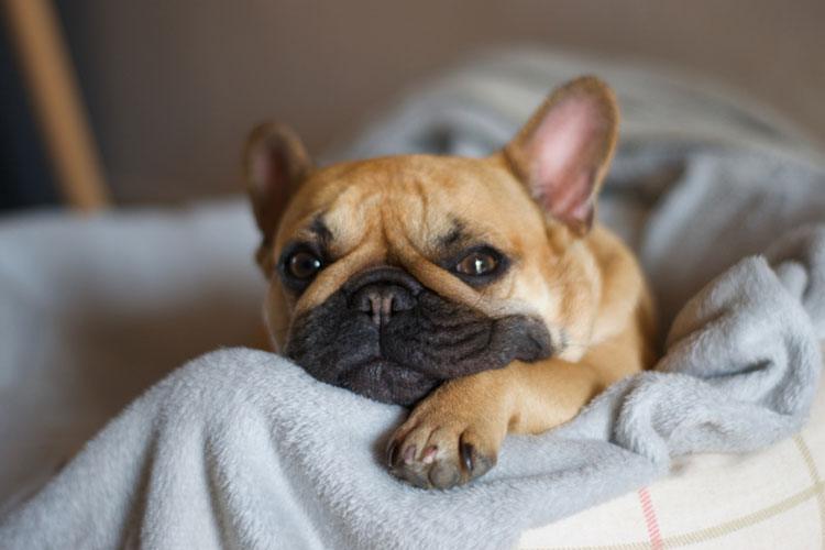 French Bulldog Puppies