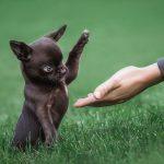 Teacup Breeds