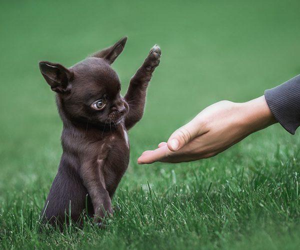 Teacup Breeds