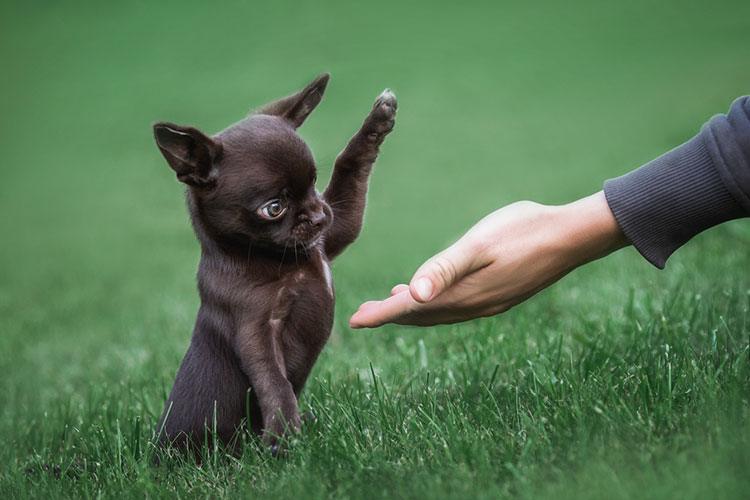 Teacup Breeds