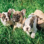 Teacup French Bulldogs