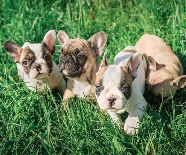 Teacup French Bulldogs