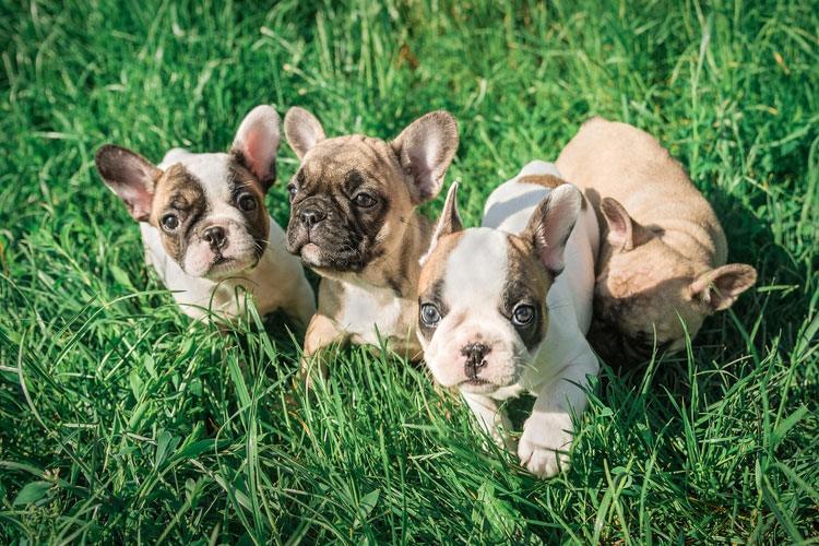 Teacup French Bulldogs