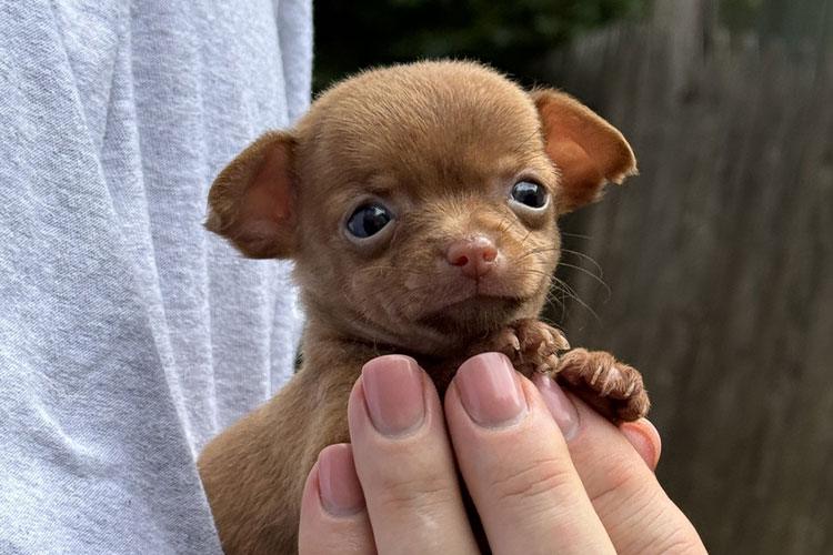 Teacup puppy care guide