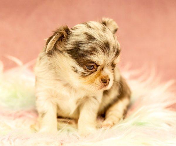 Feeding Teacup Breeds