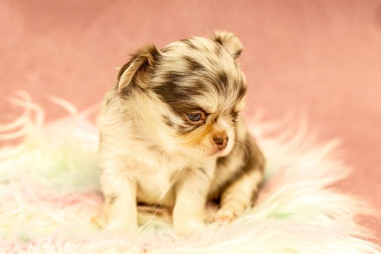 Feeding Teacup Breeds