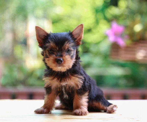 Teacup Puppies Near Me