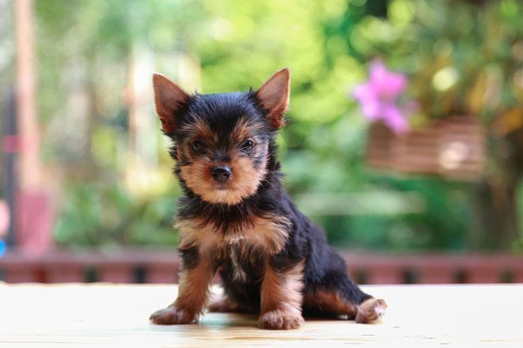 Teacup Puppies Near Me