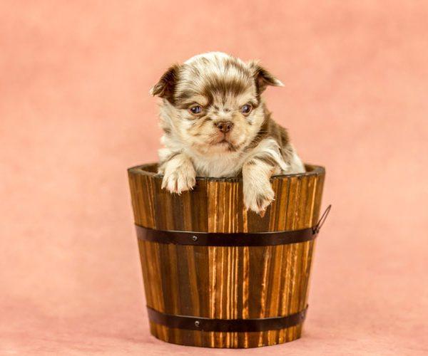 Teacup Puppies for Sale