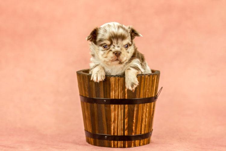 Teacup Puppies for Sale