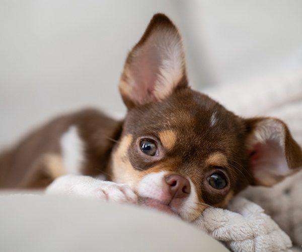 Teacup Chihuahua Puppies