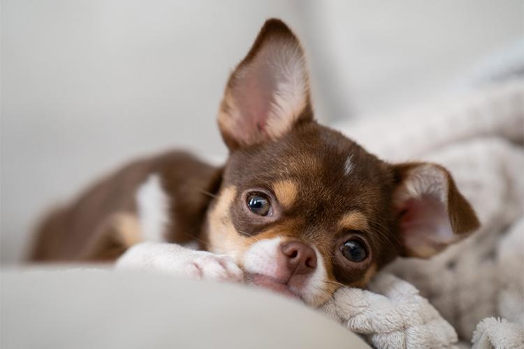 Teacup Chihuahua Puppies