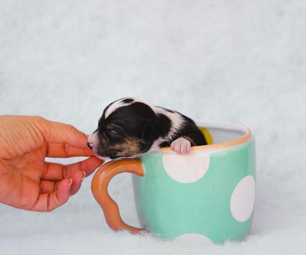 Teacup Puppies Care