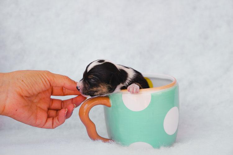 Teacup Puppies Care