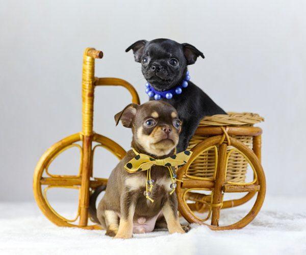 how to choose a teacup puppy