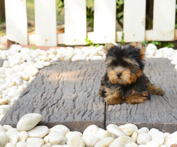 Best Teacup Emotional Support Puppies