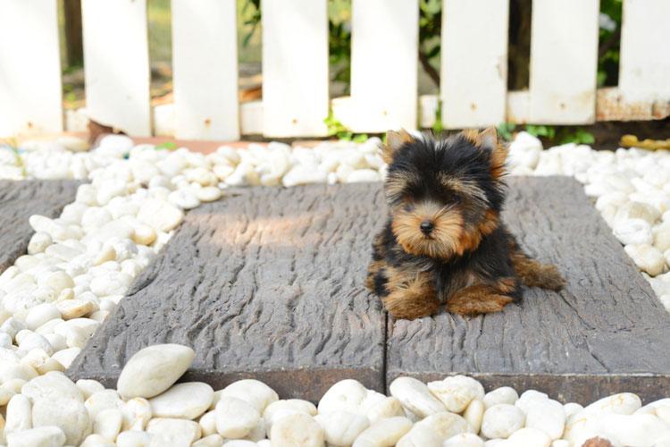 Best Teacup Emotional Support Puppies
