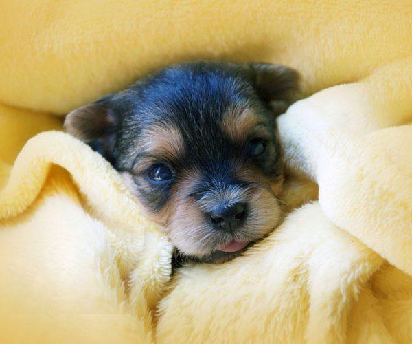teacup puppy cost