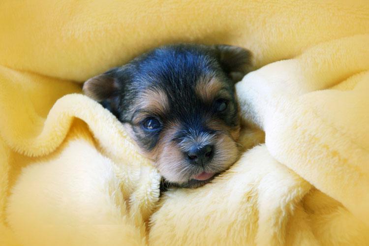 teacup puppy cost